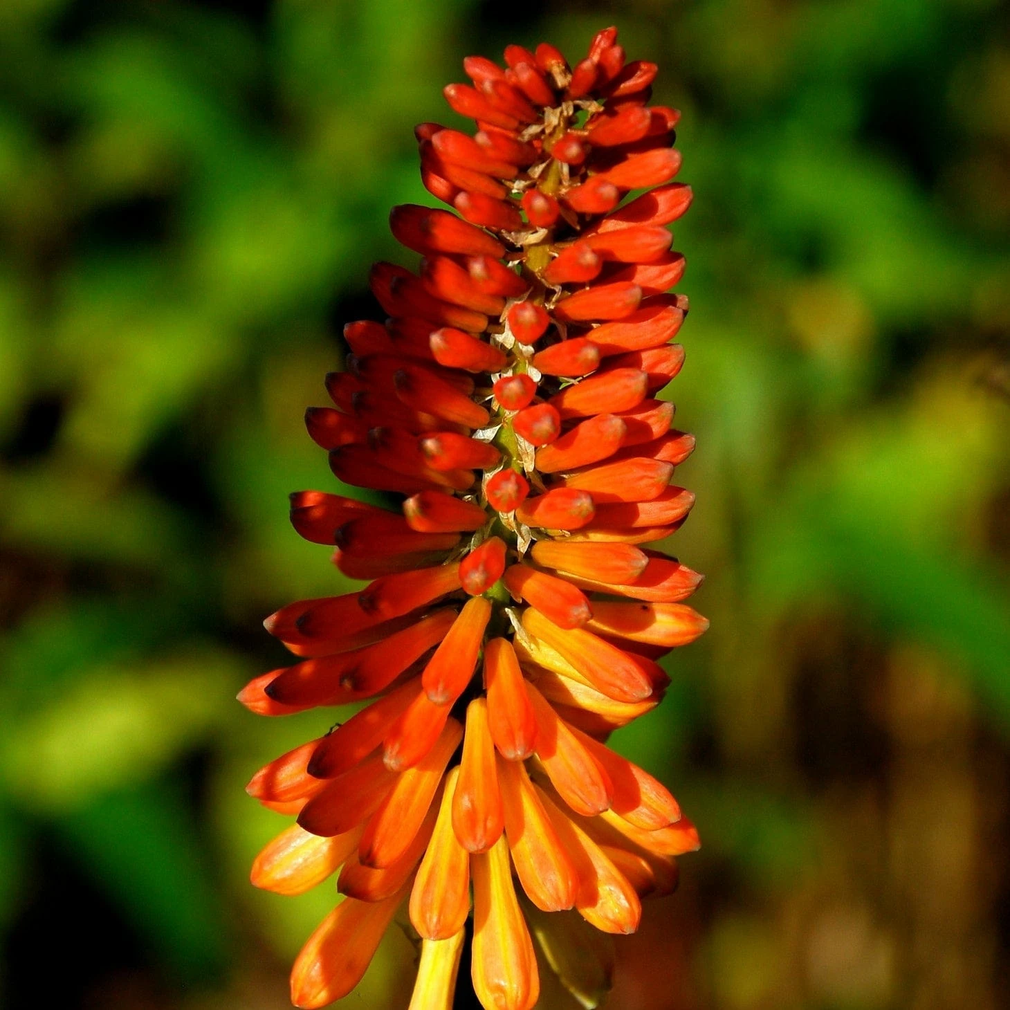 Roots Plants Kniphofia 'Pyromania Orange Blaze' Perennials 4 Roots Plants Kniphofia 'Pyromania Orange Blaze' Perennials