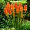 Roots Plants Kniphofia 'Pyromania Orange Blaze' Perennials 2 Roots Plants Kniphofia 'Pyromania Orange Blaze' Perennials