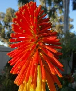 Roots Plants Perennials Kniphofia 'Pyromania Rocket's Red Glare'