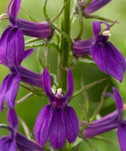 Roots Plants Lobelia 'Starship Blue'