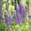 Roots Plants Perennials Lupin 'Blue'