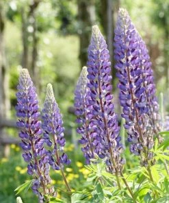 Roots Plants Perennials Lupin'Blue'