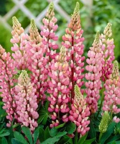 Roots Plants Lupin 'Pink'