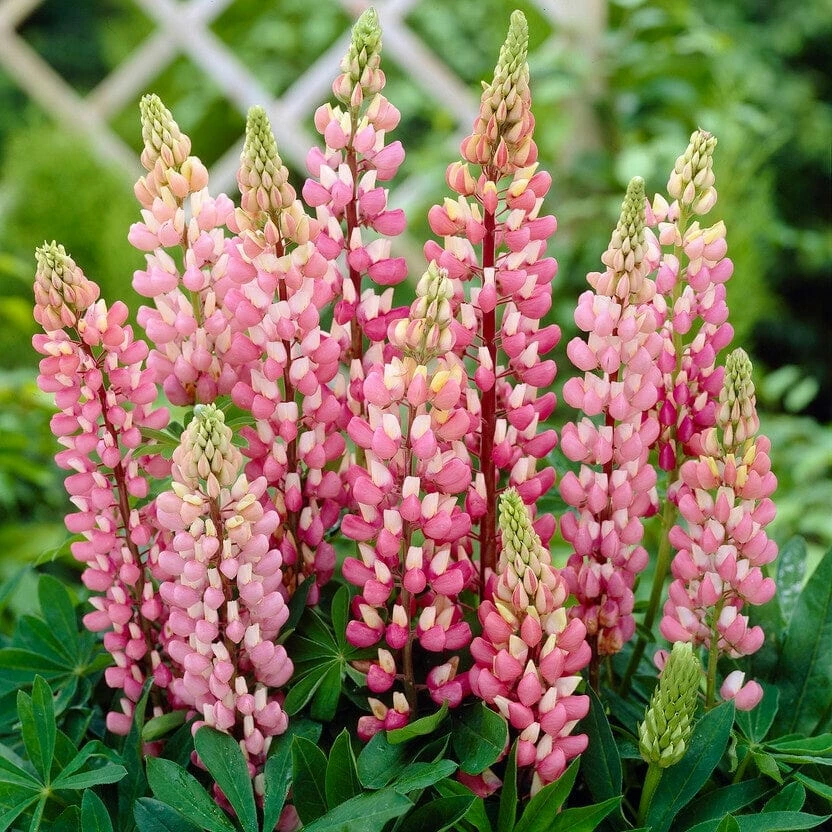 Roots Plants Lupin 'Pink' 3 Roots Plants Lupin 'Pink'