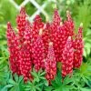 Roots Plants Lupin 'Red' Perennials 1 Roots Plants Lupin 'Red' Perennials
