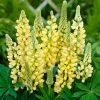 Roots Plants Perennials Lupin 'Yellow'