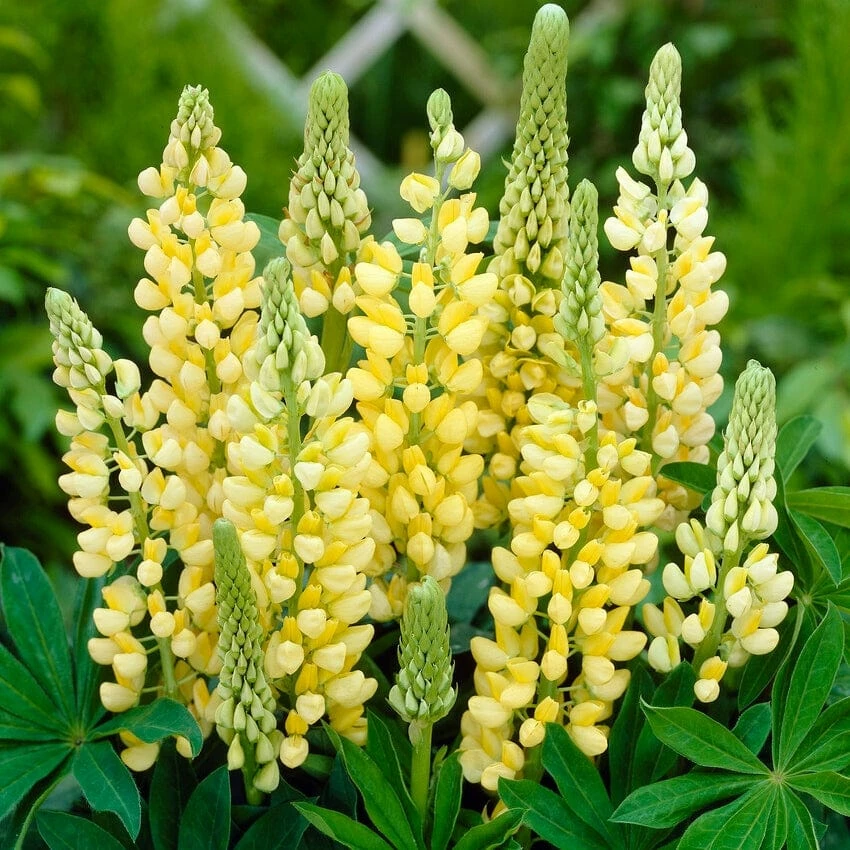 Roots Plants Perennials Lupin 'Yellow' 3 Roots Plants Perennials Lupin 'Yellow'