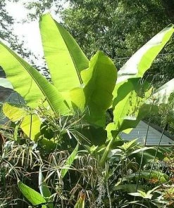 Roots Plants Musa 'basjoo'