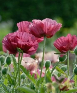 Roots Plants Papaver 'Collection - 6 X 10.5cm Plants'
