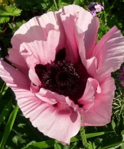 Roots Plants Papaver 'Princess Victoria Louise'