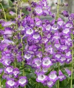Roots Plants Perennials Penstemon'Pensham Czar'