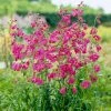 Roots Plants Penstemon 'Pensham Just Jayne' Perennials