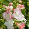 Roots Plants Penstemon 'Phoenix Appleblossom' Perennials