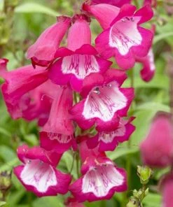 Roots Plants Penstemon'Phoenix Magenta'