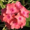 Roots Plants Phlox 'Sweet Summer Orange Rose' Perennials