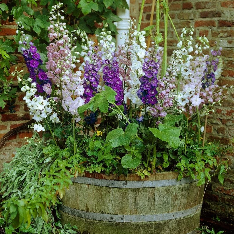 Roots Plants Delphinium 'Magic Fountains Mixed' Perennials 6 Roots Plants Delphinium 'Magic Fountains Mixed' Perennials