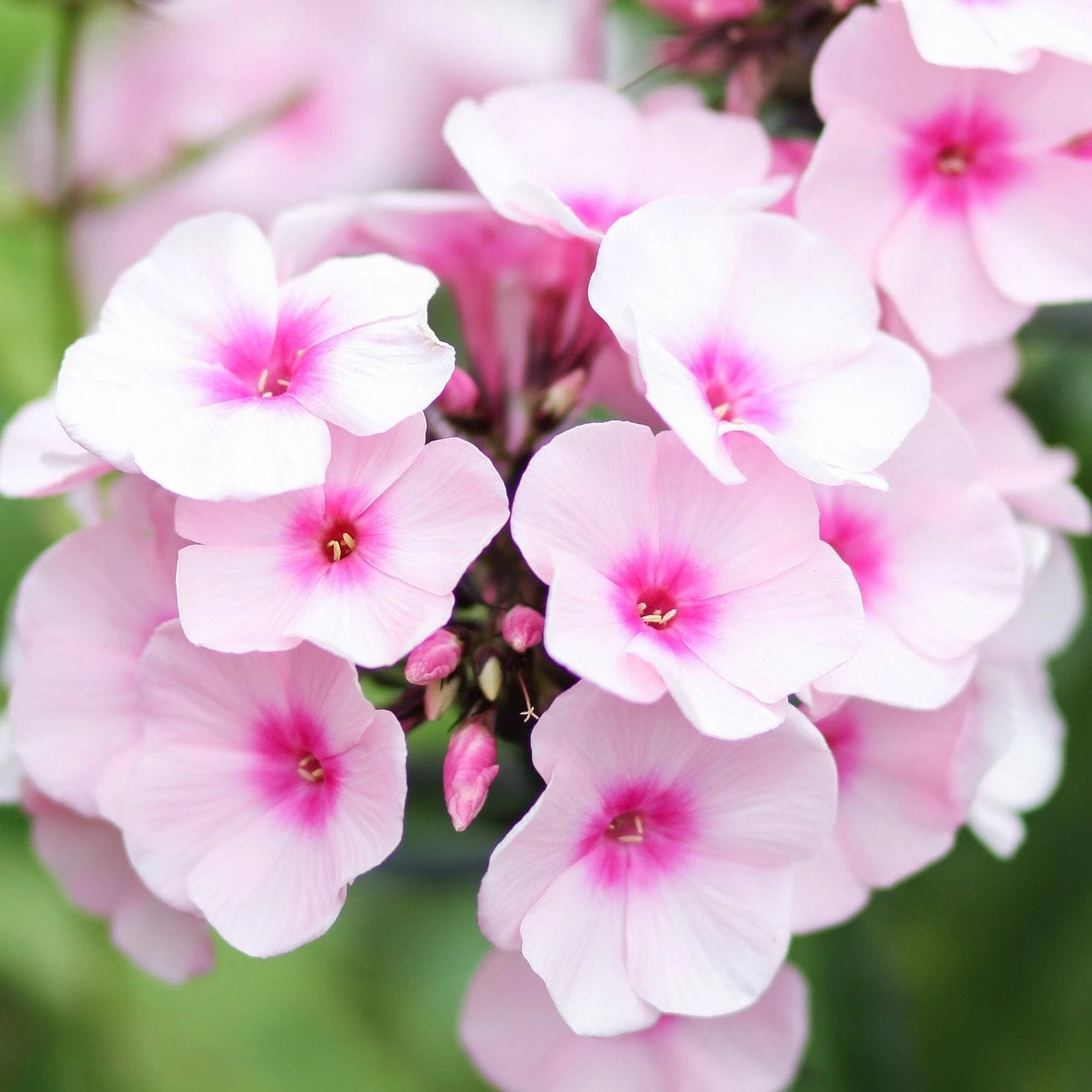 Roots Plants Phlox 'Sweet Summer Soft Pink' Perennials 3 Roots Plants Phlox 'Sweet Summer Soft Pink' Perennials