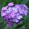 Roots Plants Phlox 'Sweet Summer Violet White' 1 Roots Plants Phlox 'Sweet Summer Violet White'