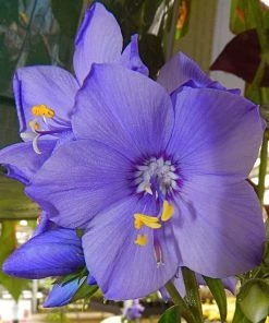 Roots Plants Polemonium'Bressingham Purple' Perennials