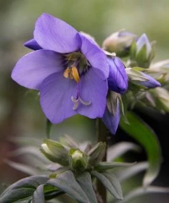 Roots Plants Polemonium 'Bressingham Purple' Perennials