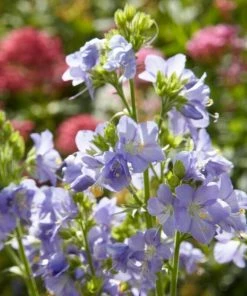 Roots Plants Polemonium 'Brise D'Anjou'