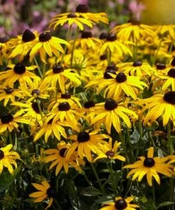 Roots Plants Rudbeckia 'Little Goldstar' Perennials