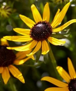 Roots Plants Rudbeckia 'Little Goldstar' Perennials