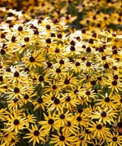 Roots Plants Rudbeckia 'Little Goldstar' Perennials