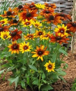 Roots Plants Perennials Rudbeckia'Summerina Orange'