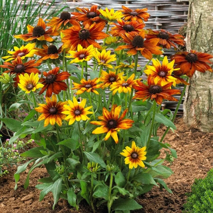 Roots Plants Perennials Rudbeckia 'Summerina Orange' 3 Roots Plants Perennials Rudbeckia 'Summerina Orange'