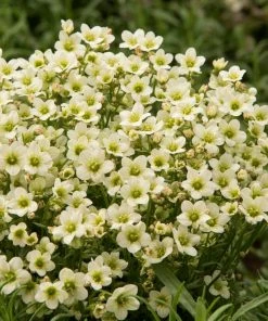 Roots Plants Saxifraga 'Touran Limegreen'