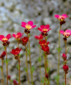 Roots Plants Perennials Saxifraga 'Touran Red'