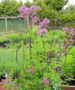 Roots Plants Thalictrum 'Black Stockings'