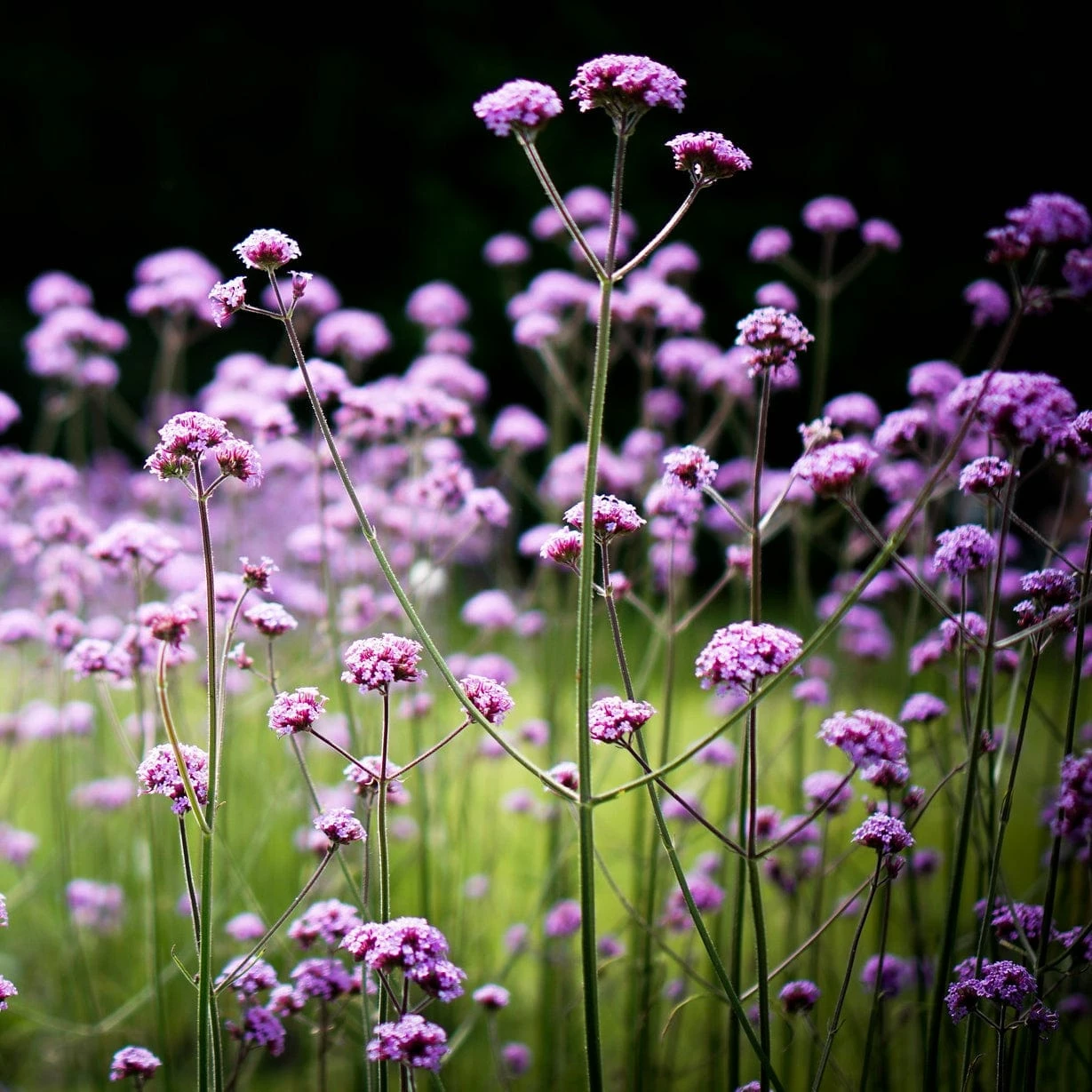 Roots Plants Verbena Bonariensis 4 Roots Plants Verbena Bonariensis