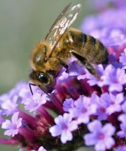 Roots Plants Verbena Bonariensis 8 Roots Plants Verbena Bonariensis