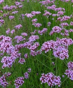 Roots Plants Verbena Bonariensis 9 Roots Plants Verbena Bonariensis
