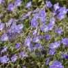 Roots Plants Geranium 'Bloom Me Away'