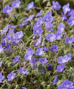 Roots Plants Geranium 'Bloom Me Away'