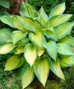 Roots Plants Hosta 'June'