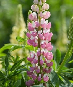 Roots Plants Perennials Lupin 'Legendary Rose Shades'