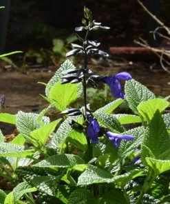 Roots Plants Salvia 'Black And Bloom'