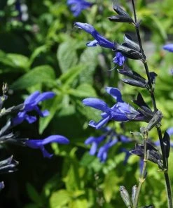 Roots Plants Salvia 'Black And Bloom' 7 Roots Plants Salvia 'Black And Bloom'