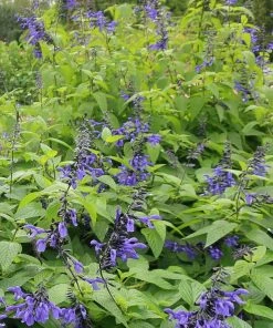 Roots Plants Salvia 'Black And Bloom'