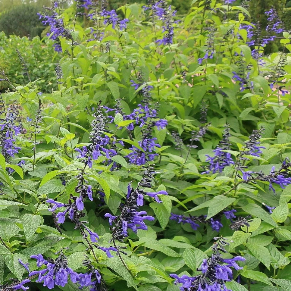 Roots Plants Salvia 'Black And Bloom' 3 Roots Plants Salvia 'Black And Bloom'