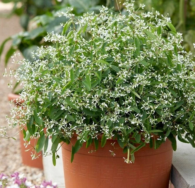 Roots Plants Euphorbia 'Glamour' Perennials 3 Roots Plants Euphorbia 'Glamour' Perennials