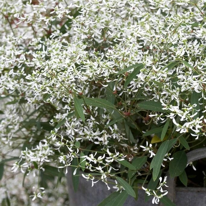 Roots Plants Euphorbia 'Glamour' Perennials 4 Roots Plants Euphorbia 'Glamour' Perennials