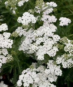 Roots Plants Perennials Achillea 'New Vintage White'