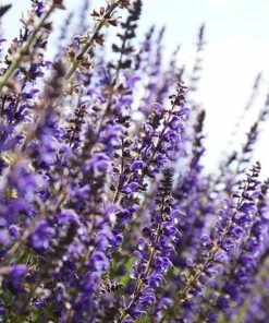 Roots Plants 6 Salvia Plants | 'Blues Collection' | 10.5cm Pots