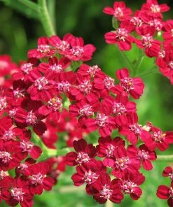 Roots Plants Perennials Achillea New Vintage Collection | 3 X 3L Pots