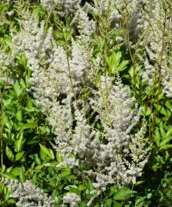 Roots Plants Astilbe Collection | 3 X 3L Pots Perennials